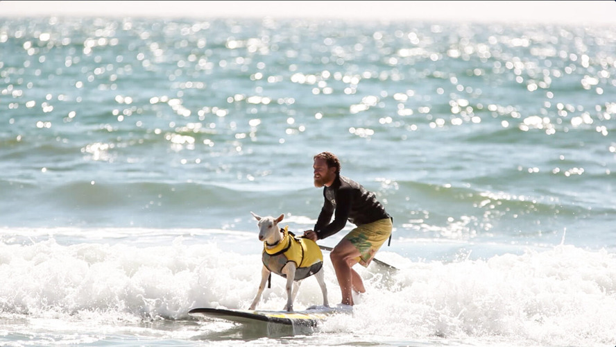 surfing-goats